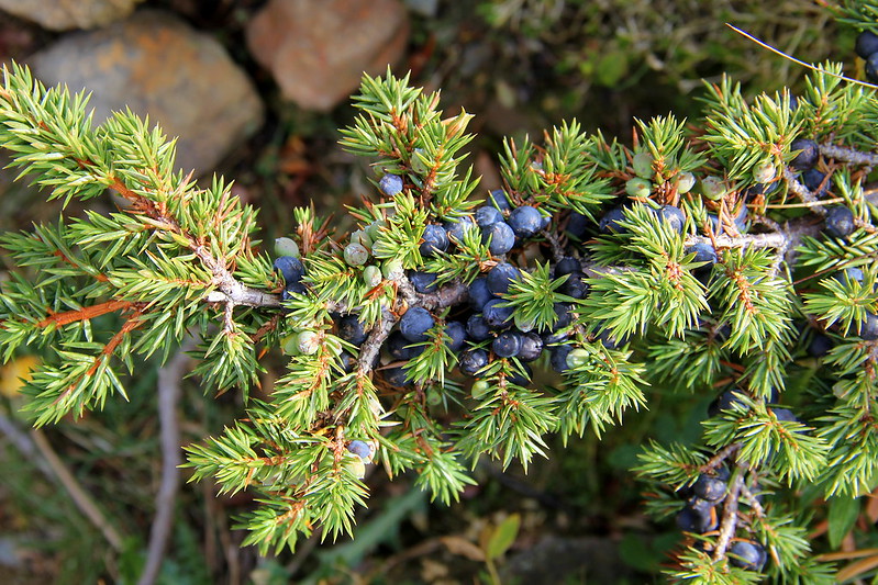 Steinhaeger Wachholderbeeren