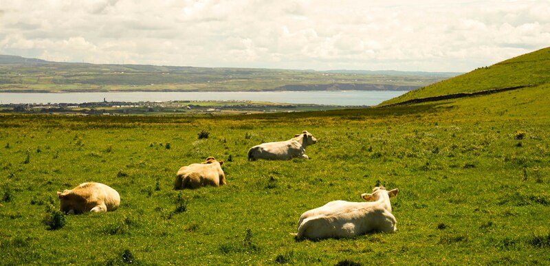 Irish Cream Kühe Irland