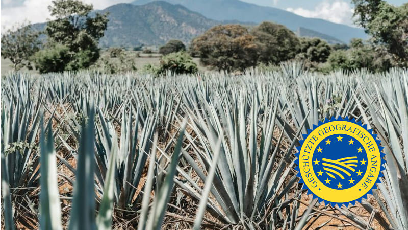 Tequila - eine geschützte geografische Angabe Tequila Agavenfeld mit geografische Angaben Siegel