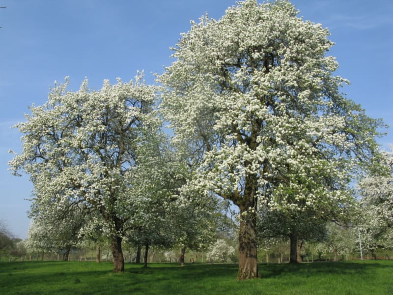 Calvados Domfrontais Baum