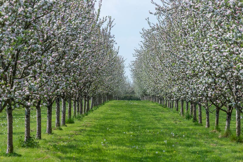 Calvados Streuobstwiese
