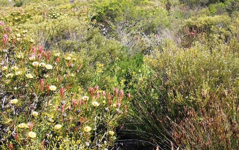 Fynbos Pflanzen Teppich